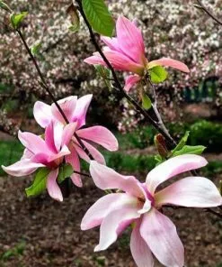 Future Forests Trees Magnolia Daybreak