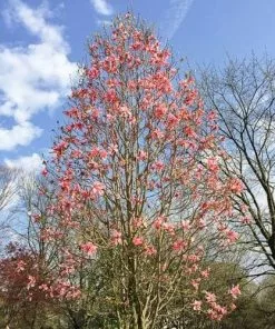 Future Forests Trees Magnolia Daybreak