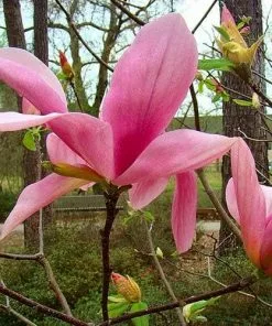 Future Forests Trees Magnolia Daybreak