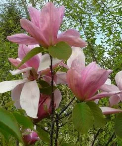 Future Forests Trees Magnolia Daybreak
