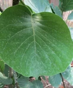 Future Forests Trees Magnolia Daybreak
