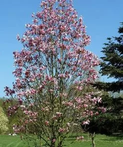 Future Forests Trees Magnolia Daybreak