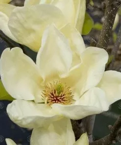 Future Forests Magnolia X Brooklynensis Elizabeth