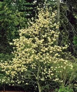 Future Forests Magnolia X Brooklynensis Elizabeth