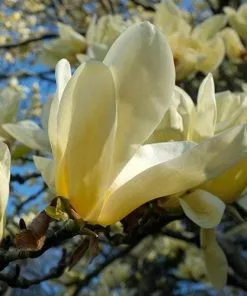 Future Forests Magnolia X Brooklynensis Elizabeth