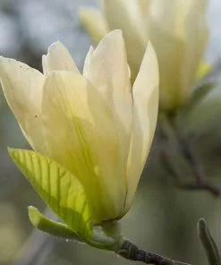 Future Forests Magnolia X Brooklynensis Elizabeth