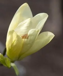 Future Forests Magnolia X Brooklynensis Elizabeth