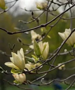 Future Forests Magnolia X Brooklynensis Elizabeth