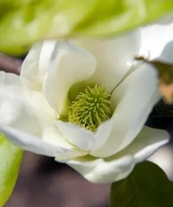 Future Forests Magnolia X Brooklynensis Elizabeth