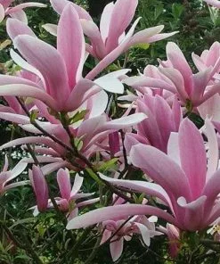 Future Forests Magnolia George Henry Kern