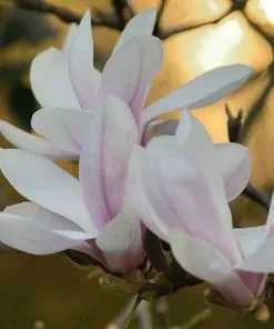 Future Forests Magnolia George Henry Kern