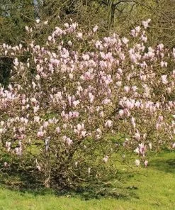 Future Forests Magnolia George Henry Kern