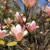 Future Forests Magnolia Peachy