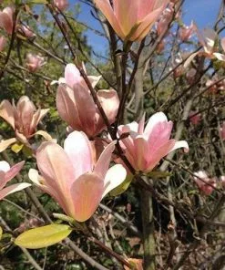 Future Forests Magnolia Peachy