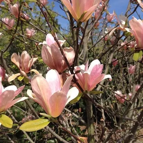 Future Forests Magnolia Peachy 3 Future Forests Magnolia Peachy