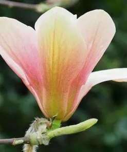 Future Forests Magnolia Peachy