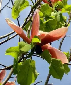 Future Forests Magnolia Peachy 11 Future Forests Magnolia Peachy