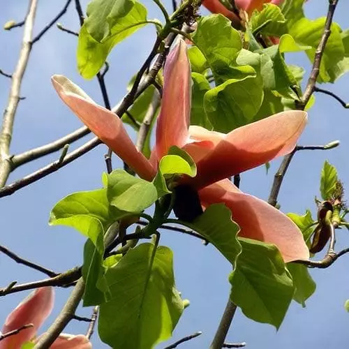 Future Forests Magnolia Peachy 6 Future Forests Magnolia Peachy