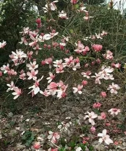 Future Forests Magnolia Peachy 10 Future Forests Magnolia Peachy