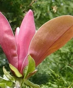 Future Forests Magnolia Peachy 12 Future Forests Magnolia Peachy