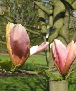 Future Forests Magnolia Peachy 13 Future Forests Magnolia Peachy