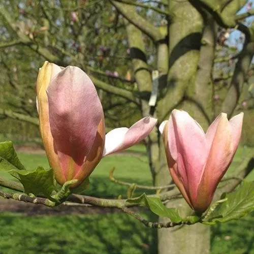 Future Forests Magnolia Peachy 8 Future Forests Magnolia Peachy