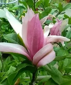 Future Forests Magnolia Ricki Shrubs