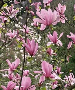 Future Forests Magnolia Ricki Shrubs