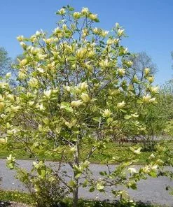 Future Forests Trees Magnolia Solar Flair