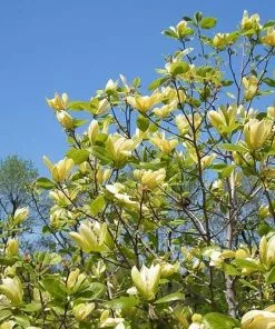 Future Forests Trees Magnolia Solar Flair 8 Future Forests Trees Magnolia Solar Flair