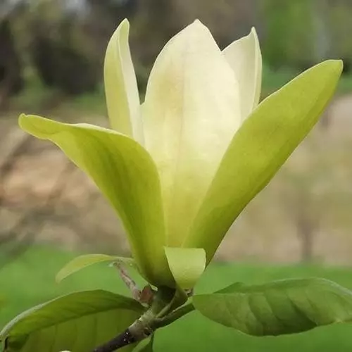 Future Forests Trees Magnolia Solar Flair 4 Future Forests Trees Magnolia Solar Flair