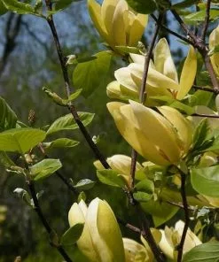 Future Forests Trees Magnolia Solar Flair 9 Future Forests Trees Magnolia Solar Flair