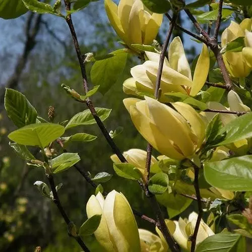 Future Forests Trees Magnolia Solar Flair 6 Future Forests Trees Magnolia Solar Flair