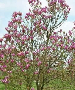 Future Forests Magnolia Susan 16 Future Forests Magnolia Susan