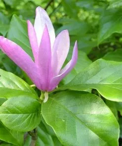 Future Forests Magnolia Susan 17 Future Forests Magnolia Susan