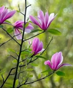 Future Forests Magnolia Susan 12 Future Forests Magnolia Susan