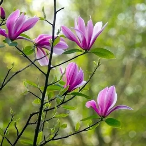 Future Forests Magnolia Susan 5 Future Forests Magnolia Susan