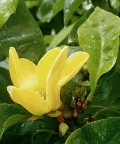 Future Forests Magnolia X Brooklynensis Yellow Bird Trees