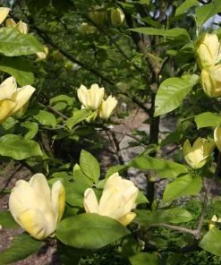 Future Forests Magnolia X Brooklynensis Yellow Bird Trees