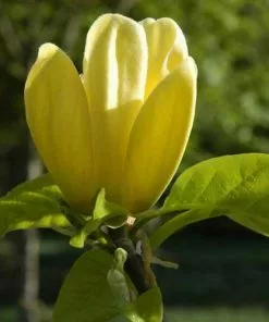 Future Forests Magnolia X Brooklynensis Yellow Bird Trees