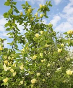 Future Forests Magnolia X Brooklynensis Yellow Bird Trees