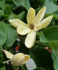 Future Forests Magnolia X Brooklynensis Yellow Bird Trees