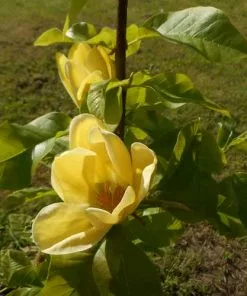 Future Forests Magnolia X Brooklynensis Yellow Bird Trees