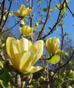 Future Forests Magnolia X Brooklynensis Yellow Bird Trees