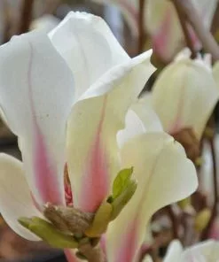 Future Forests Shrubs Magnolia Denudata Sunrise