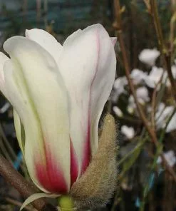 Future Forests Shrubs Magnolia Denudata Sunrise