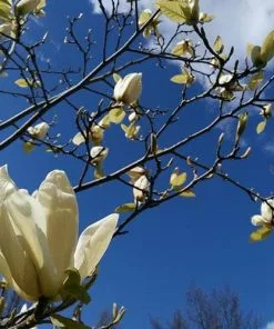 Future Forests Magnolia Denudata Yellow River Shrubs