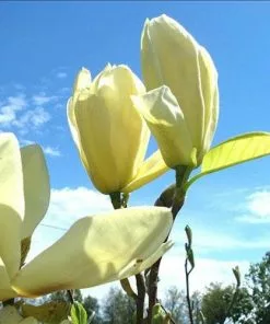 Future Forests Magnolia Denudata Yellow River Shrubs