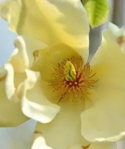 Future Forests Magnolia Denudata Yellow River Shrubs