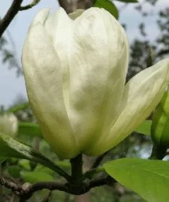 Future Forests Magnolia Denudata Yellow River Shrubs